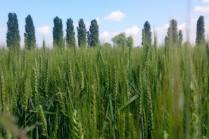 Copertina - Agricoltura Sostenibile